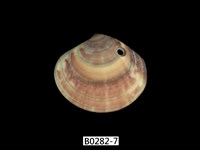 藏品(圓盤蛤)的圖片